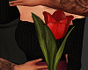 Couple Pose + Red Tulip