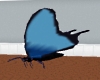 FF~ Blue Flutterby