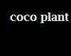 [A] coco plant