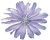 Purple flower transparen