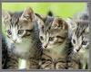 3 Little Kittens