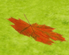 Flying Leaf   ♂ ♀