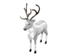 Winter Reindeer