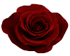 Dark Red Rose Particles