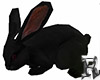 Rabbit Black Animated