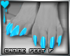 D~Canine Feet:Blue F