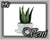 *MV* Teacup Aloe Plant