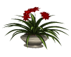 Potted Flowering Plant