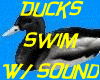 ! Ducks ~ swim w sound