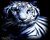 (Tess) White Tiger