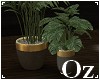 [Oz] - Plant duo