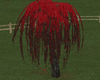 Red Weeping Tree