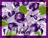 (V)violet brides orchids