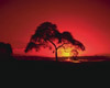 Sunset tree