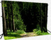 Woods Scene Photo Back