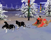 Siberian husky & sledge