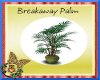 ~CD~ Breakaway Palm