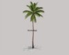 animated Palmtree