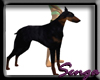 Black & tan Dobermann