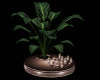 Moon Glow plant&candles