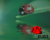 Ladybug Pond