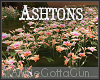 Ashtons Flower Patch