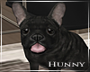 H. French Bulldog Pet