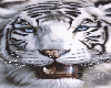 Vv White Tiger 02