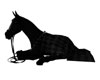 Black Horse W/Blanket