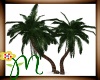 *M* Palm Trees