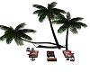 palm trees + hammock