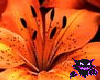 Tiger Lillies n' black