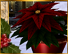 I~Holiday Poinsettia