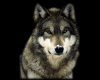 Sticker Wolf 2