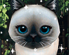 ♡ Cat Cutie Animated