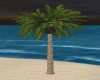 TALL TROPICAL PALM TREE