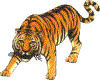 tiger