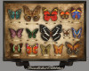 Lepidopterist Frame