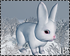 Cute Rabbit Snow Winter
