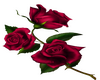 Red Rose - L