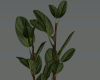 075 Derivable Plant