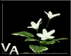 VA White Flowers & Pot