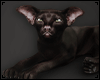 Black Oriental Cat