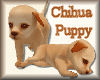 [my]Chihua Puppy Anim
