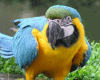 Jungle Parrot  Animated