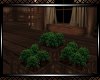 *Country Planter