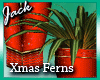Christmas Ferns