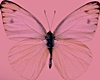 Pink Butterflies