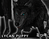 ! Black Lycan Wolf Puppy