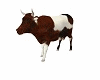 Back/Brown Spotted Cow